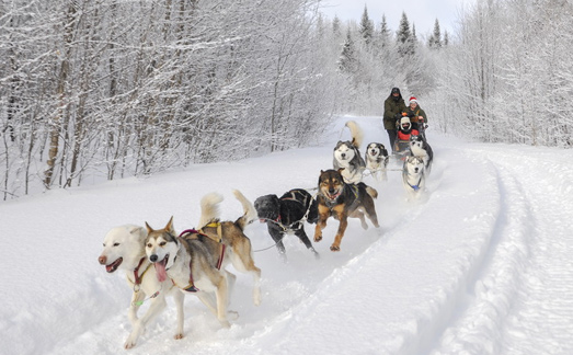 Dog sledding at Viking Resort