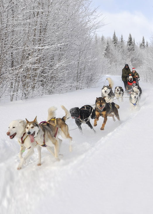 Dog sledding at Viking Resort