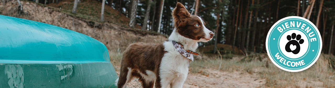 Activités à faire avec son chien dans les Laurentides
