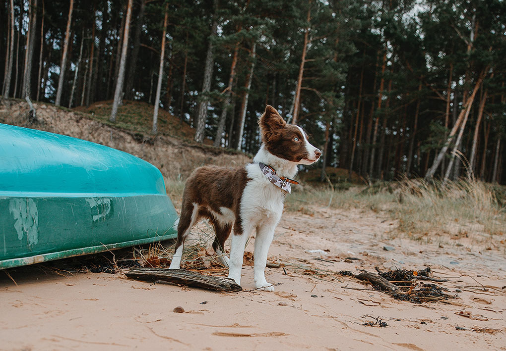 6 activités à faire avec son chien dans les Laurentides